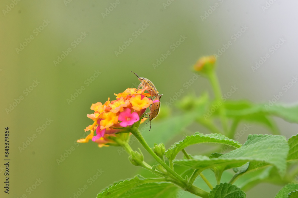 Sexual intercourse of insects on flowers Sexual intercourse of insects on flowers