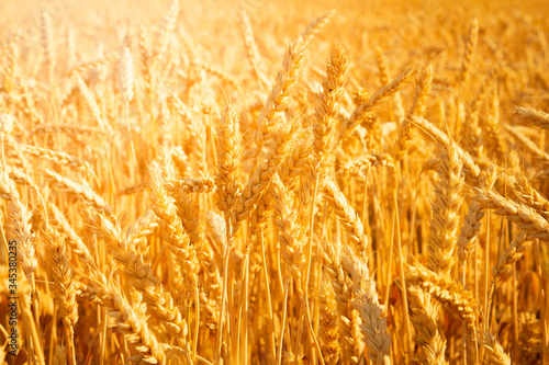 closeup of ripe wheat ears on wheat field