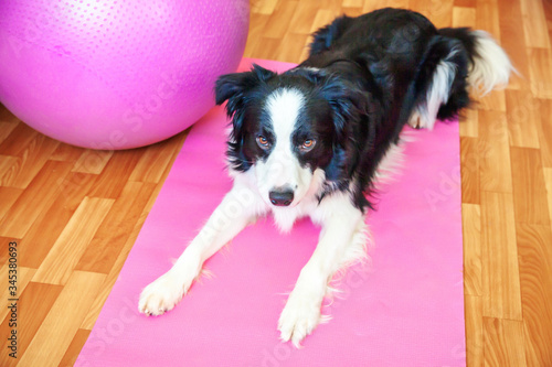 Stay Home Stay Safe. Funny dog border collie practicing yoga lesson indoor. Puppy doing yoga asana pose on pink yoga mat at home. Calmness and relax during quarantine. Working out gym at home.