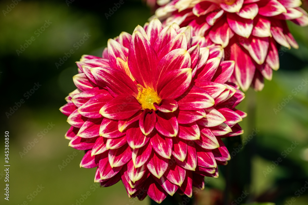 Close-up of blooming red Dahlia flower in garden Close-up of blooming red Dahlia flower in garden