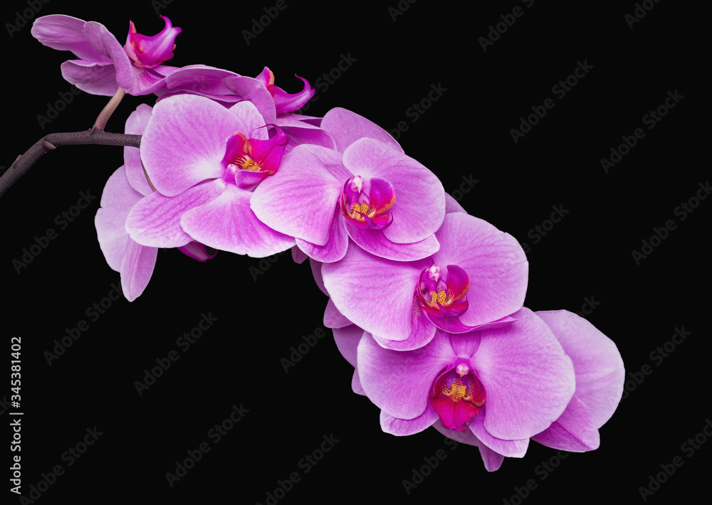 Obraz premium Lila Phalaenopsis vor schwarzem Hintergrund