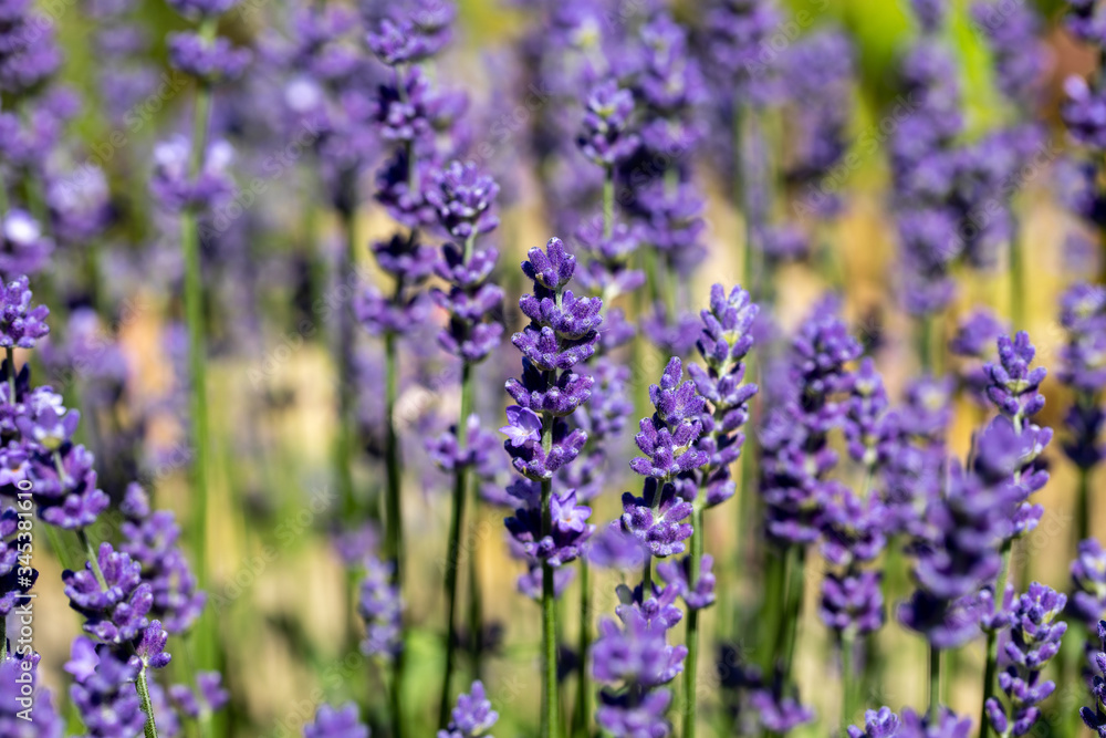the blooming lavender flowers in Provence, near Sault, France the blooming lavender flowers in Provence, near Sault, France