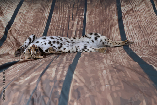 asian leopard cat