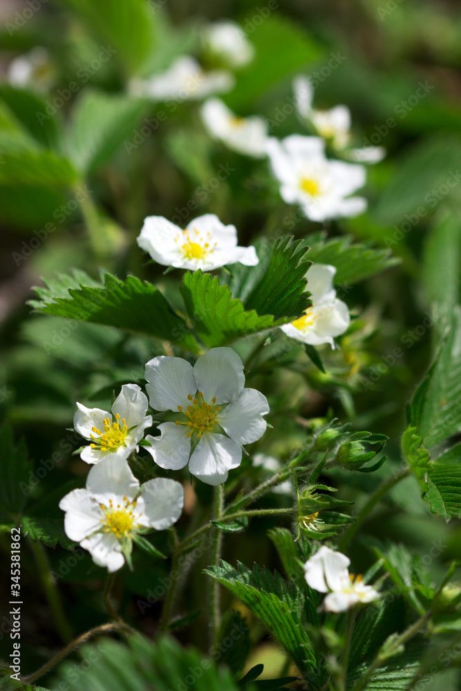 Blooming wild strawberries in a forest glade. Blooming wild strawberries in a forest glade.
