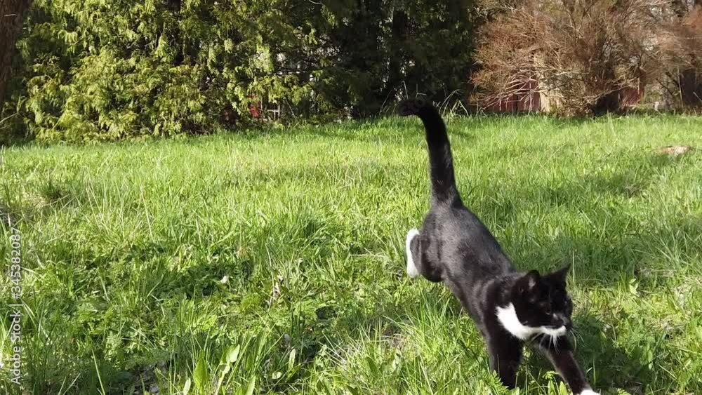 Small black and white color cat jumping in the garden. Small black and white color cat jumping in the garden.