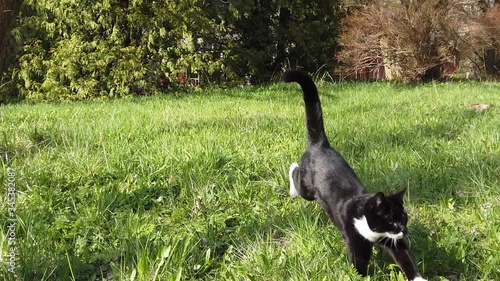 Small black and white color cat jumping in the garden.