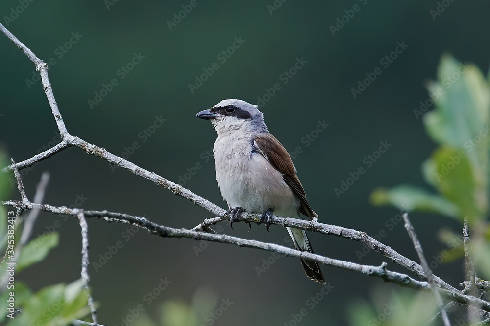 Fototapeta premium Red-backed shrike (Lanius collurio)