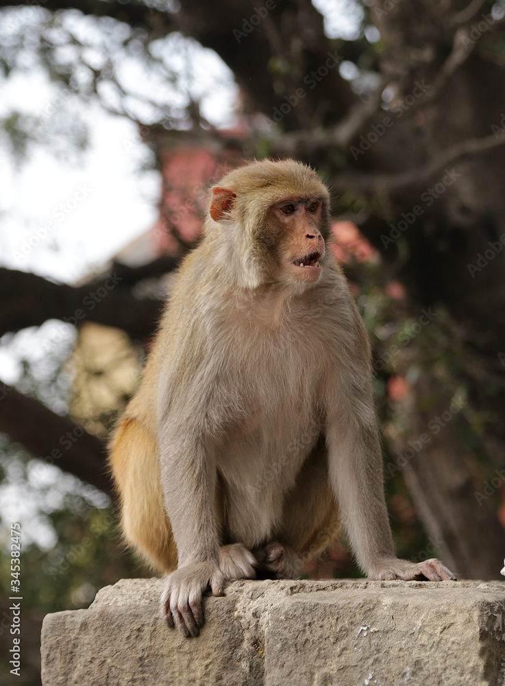 A monkey sits on a fence near the Hanuman Temple in the city of Shimla, India A monkey sits on a fence near the Hanuman Temple in the city of Shimla, India