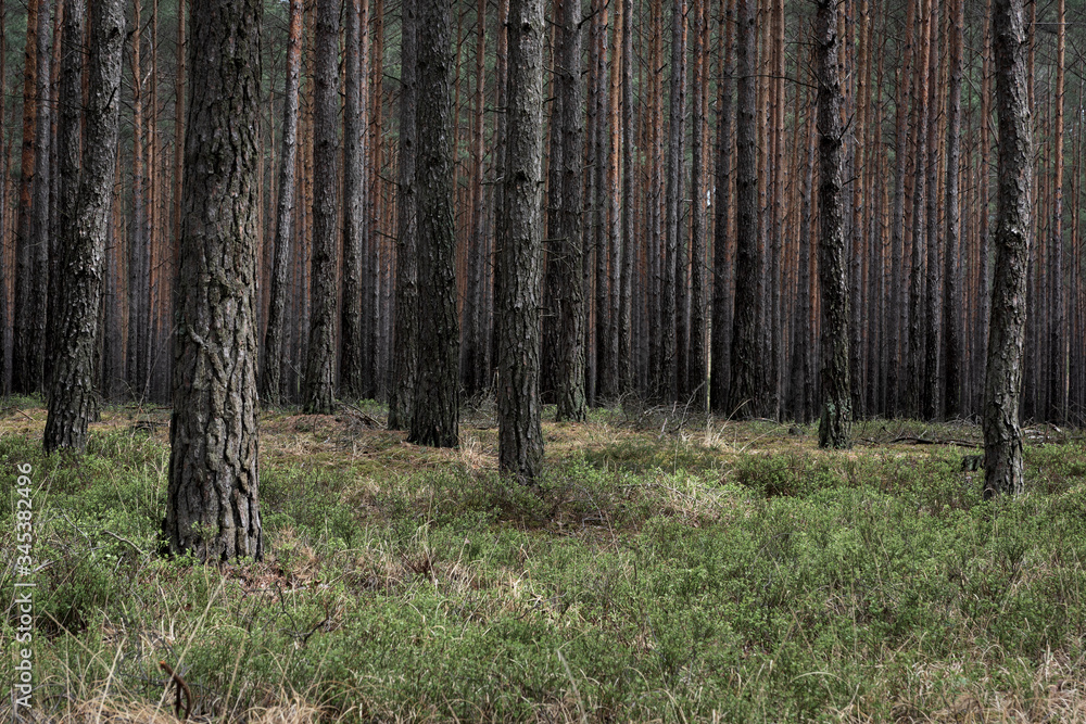 Mysterious pine forest in the morning Mysterious pine forest in the morning