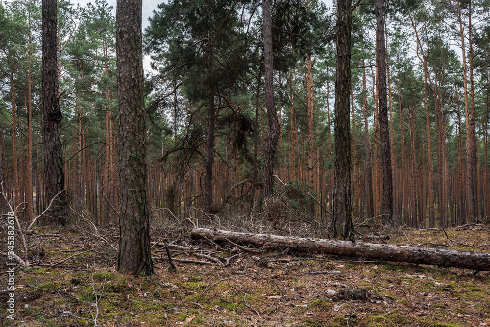 Mysterious pine forest in the morning