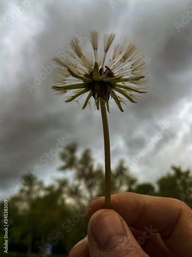 A dandelion in hand