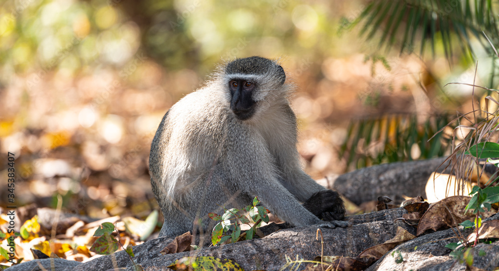 Vervet monkey (Chlorocebus pygerythrus) in Zimbabwe