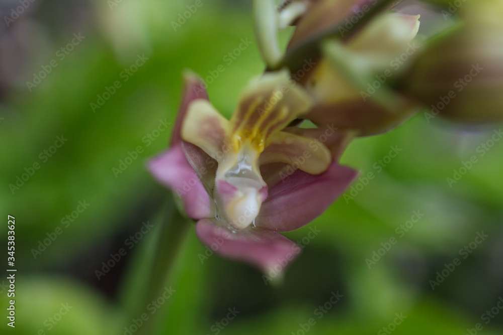 Obraz premium Storczyk ogrodowy