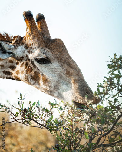 Eating Giraffe in the Kruger National Park, South Africa