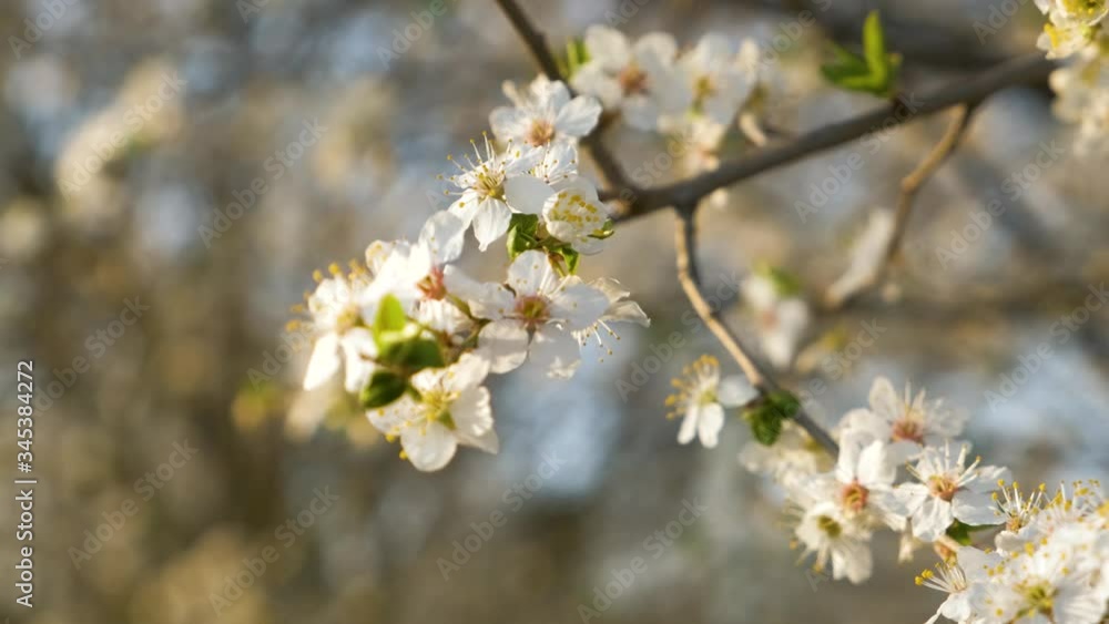 Close up of fresh white blooming flowers on a tree branches in early spring. Close up of fresh white blooming flowers on a tree branches in early spring.