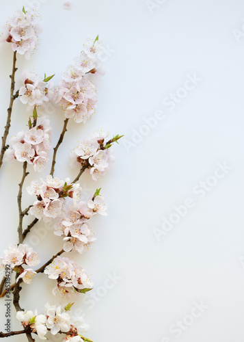 Branches of a blossoming apricot on a white background. Pink flower petals. Delicate spring bouquet