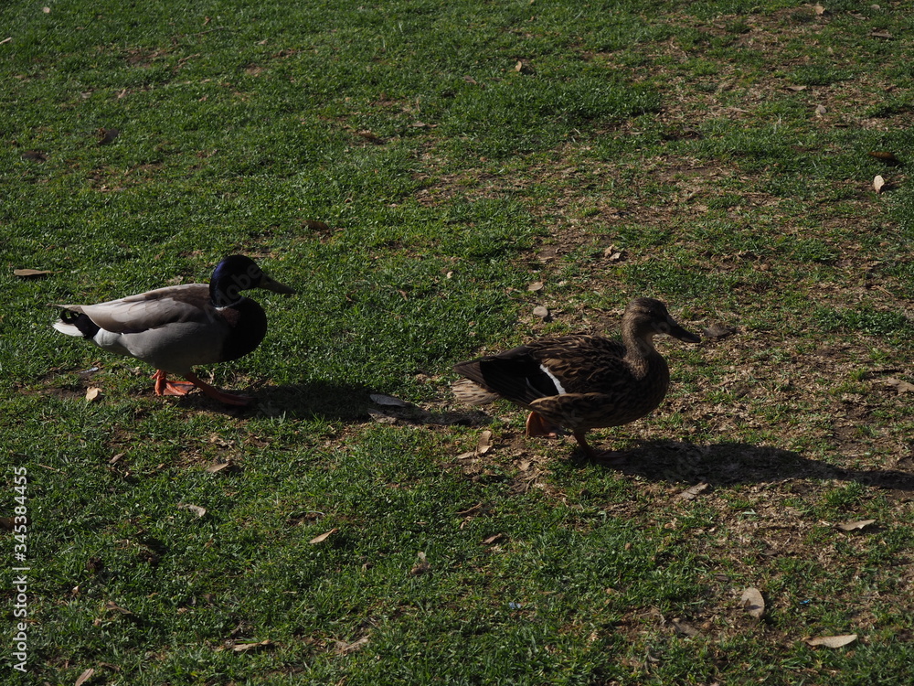Fototapeta premium patos en su habitat natural