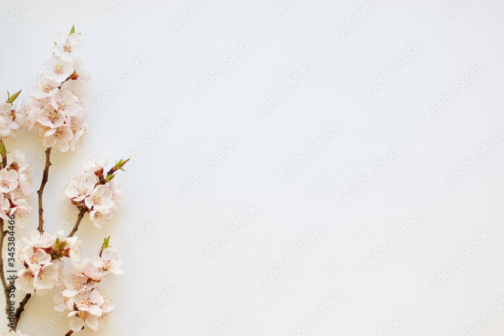 Branches of a blossoming apricot on a white background. Pink flower petals. Delicate spring bouquet Branches of a blossoming apricot on a white background. Pink flower petals. Delicate spring bouquet