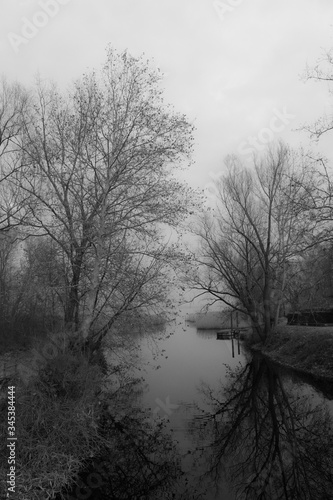 Black and white shot of two trees refrected on a calm water