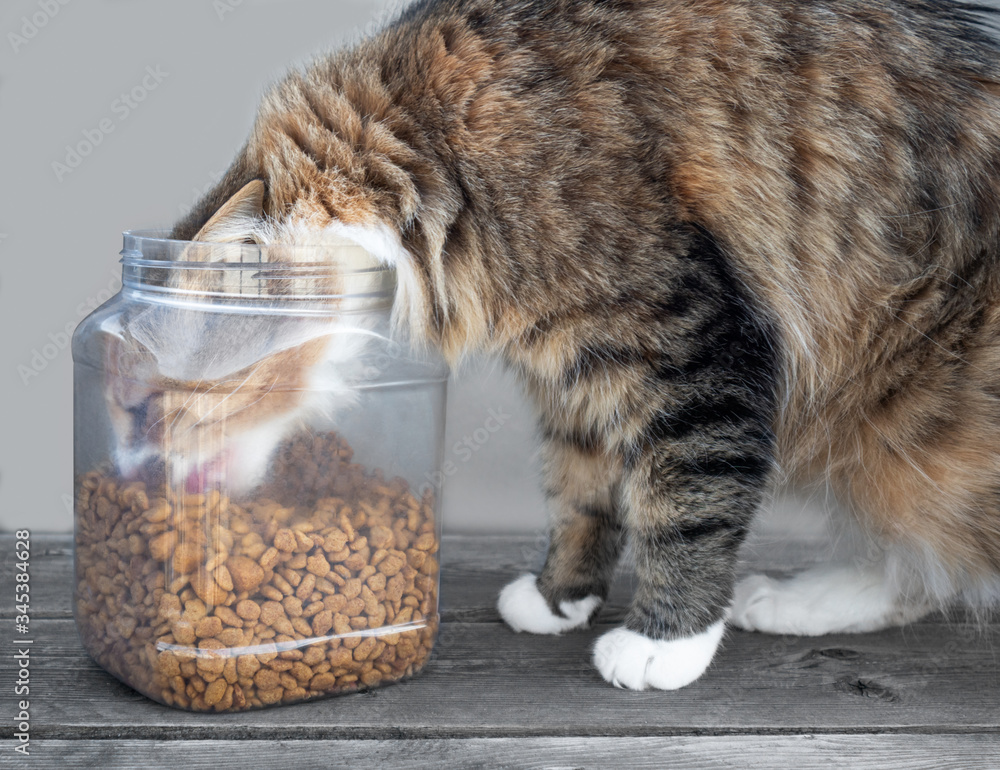 Cat food bucket cheap
