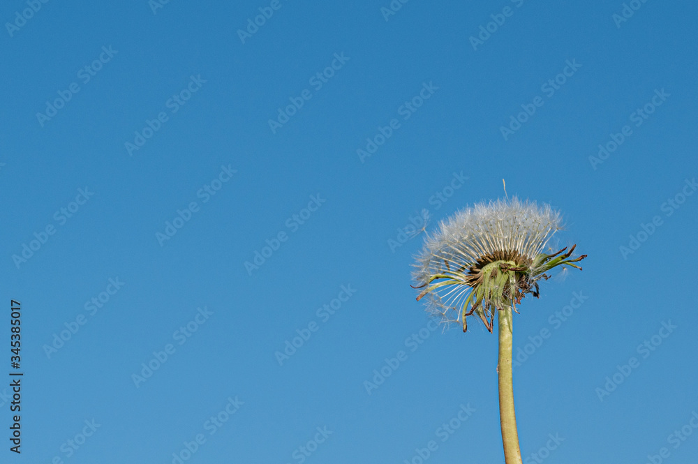 Fototapeta premium Partially dispersed dandelion clock seed head against clear blue sky