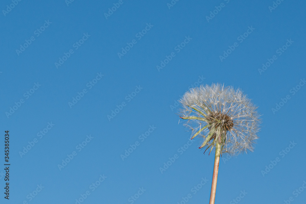 Partially dispersed dandelion clock seed head against clear blue sky