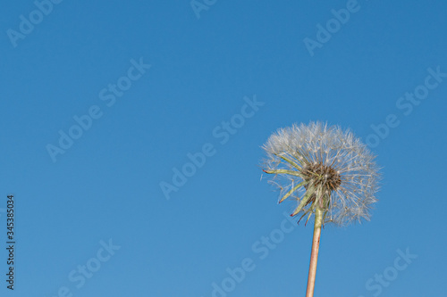 Partially dispersed dandelion clock seed head against clear blue sky