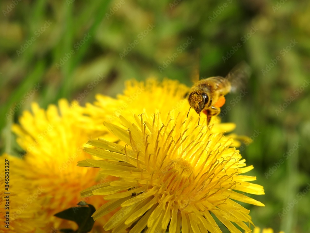 Bees on spring flowers close-up Bees on spring flowers close-up