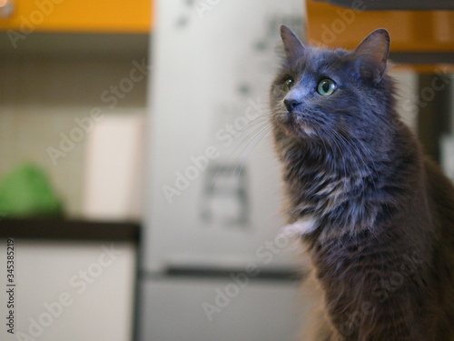 MIAO!
