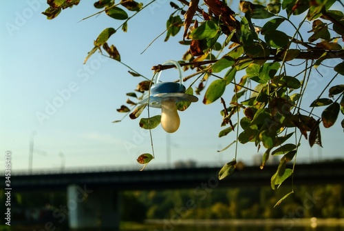 baby pacifier hanging on a tree branch, Moscow