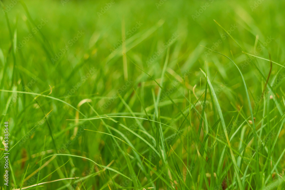 Obraz premium Juicy green spring grass. Abstract Summer background texture of colorful green high vegetation. soft focus. New close-up bright green grass in park or football pitch or golf yard.