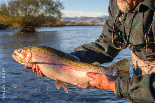 Fly Fishing rainbow trout