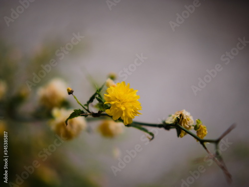 Il giallo, il colore piu bello