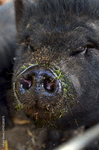 A head portrait of a black Vietnamese Potbelly pig on a farm 