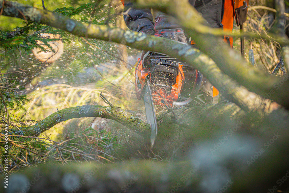 lumberjack in the woods, saws a branch of a fallen tree with a chainsaw lumberjack in the woods, saws a branch of a fallen tree with a chainsaw
