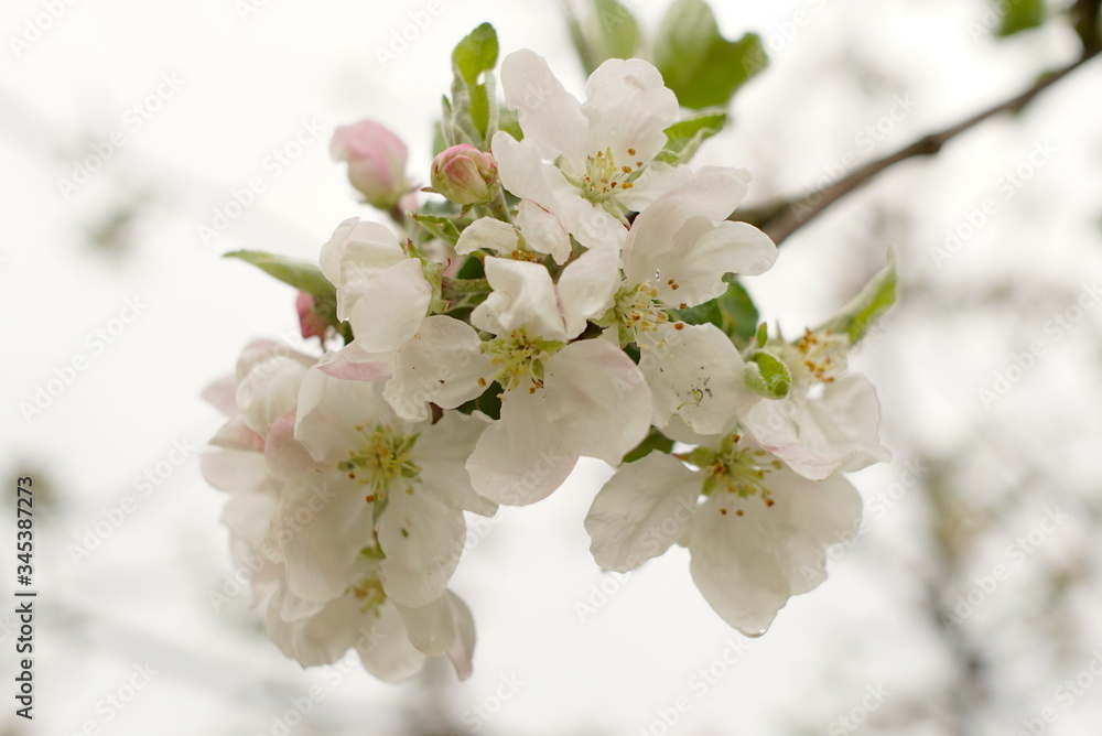 Obraz premium the apple tree is blooming