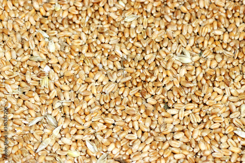 Wheat grains background. Many wheat seeds close up