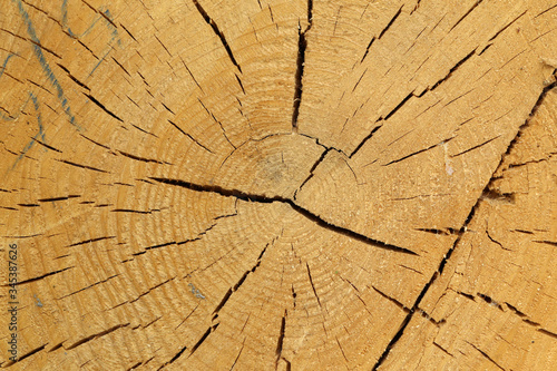 Annual rings on a fresh cut of a tree