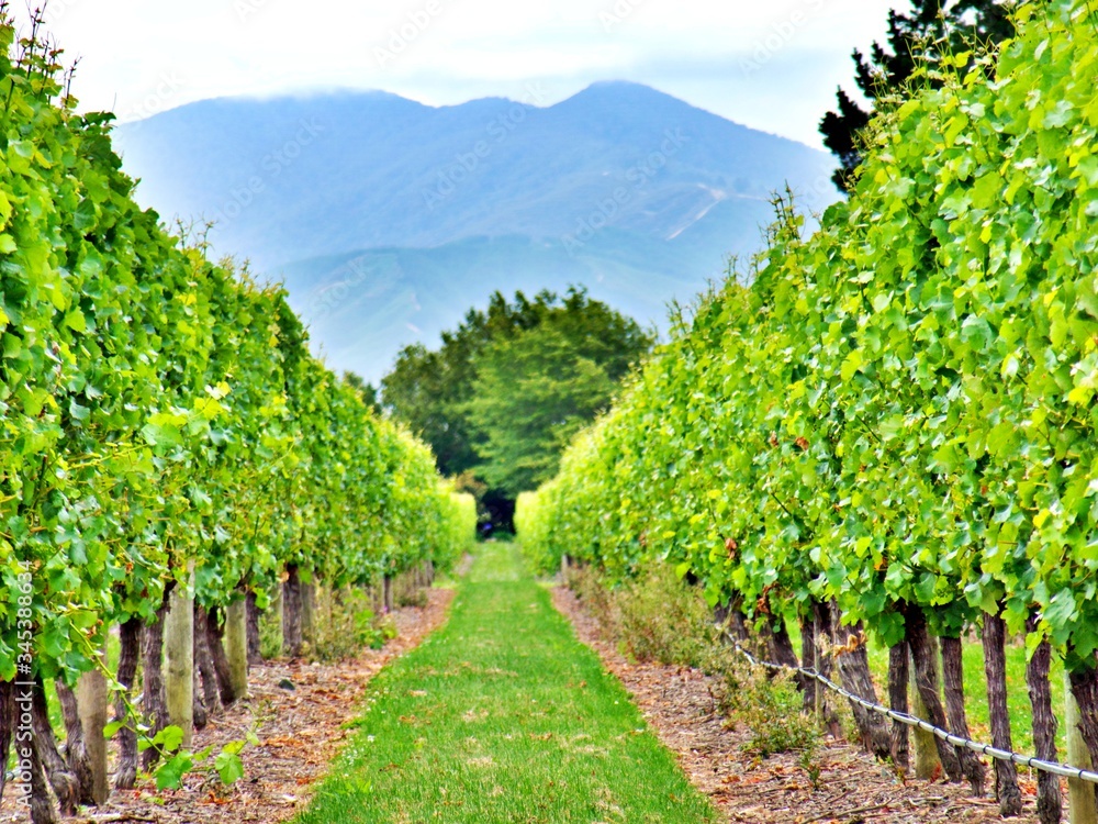 Weinanbau in Blenheim Neuseeland