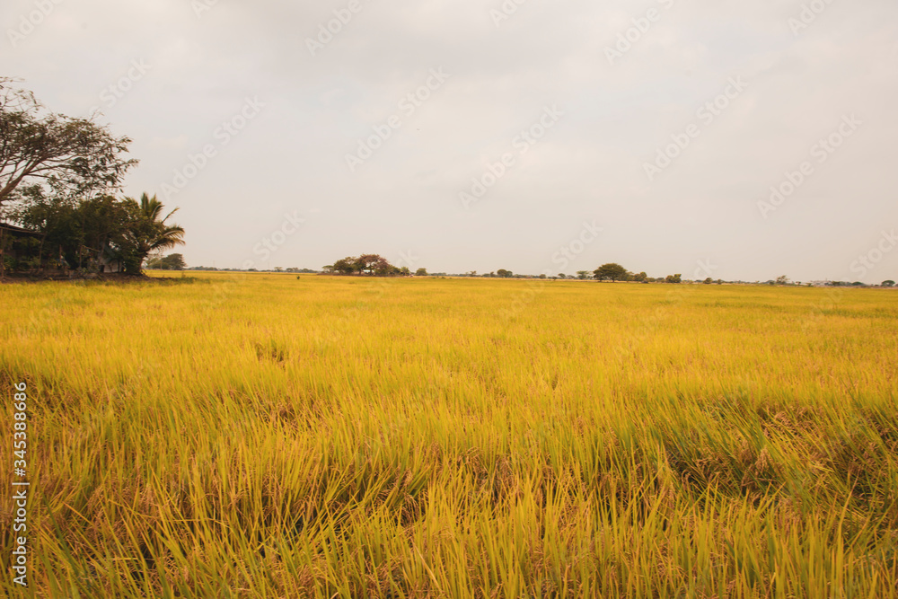 Rice plantation in ecuador ready to harvest