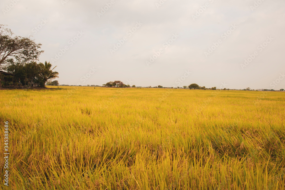 Rice plantation in ecuador ready to harvest Rice plantation in ecuador ready to harvest