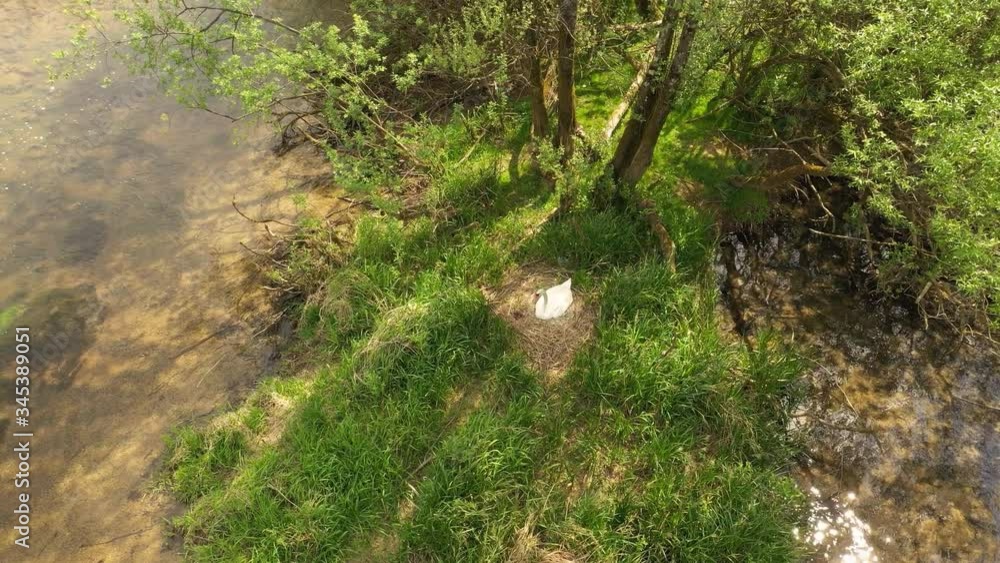River island with swan mother and her eggs in the nest during spring River island with swan mother and her eggs in the nest during spring