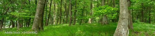 Waldpanorama im Frühling 