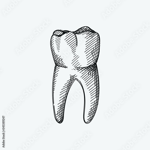 Hand-drawn sketch of whole tooth on a white background. Dental instruments. Dentistry tools and equipment. Stomatology attributes