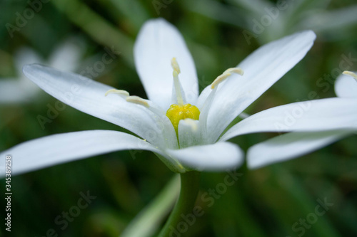 White flower with beautiful yellow stamens in the spring garden before the rain