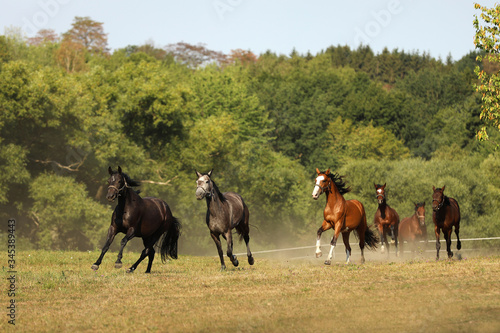 Herd of mares of sport horses galloping on pasture during summer morning