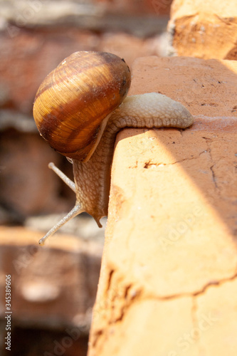 A snail with an ant on its back creeps down a brick wall