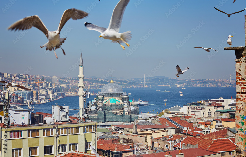 View of the Bosphorus Bay from the roof. Red roofs of Istanbul. Gulls fly to Istanbul, Turkey. View of the Bosphorus Bay from the roof. Red roofs of Istanbul. Gulls fly to Istanbul, Turkey.