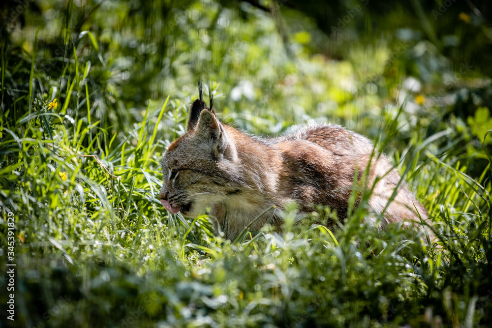 Canada lynx Canada lynx