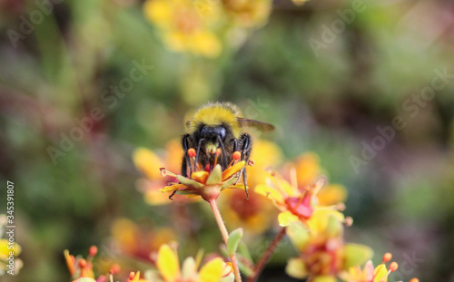 Bombus cryptarum, also know as the cryptic bumblebee © Michael Meijer